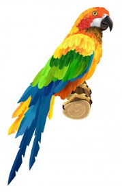 Parrot