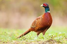 Pheasant