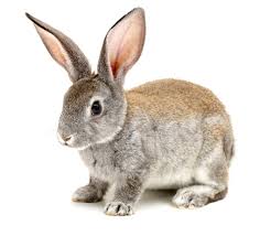 rabbit