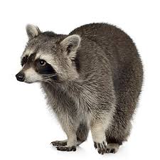 raccoon