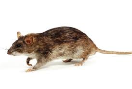 rat