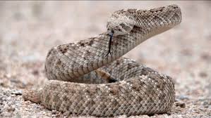 rattlesnake