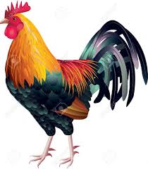 Rooster