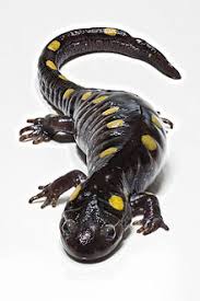 salamander