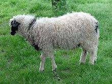 sheep
