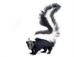 skunk