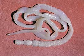 tapeworm