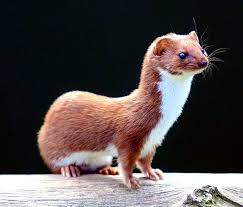 weasel