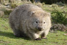 wombat