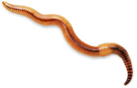 Worm