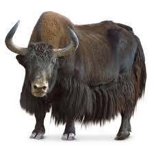 yak